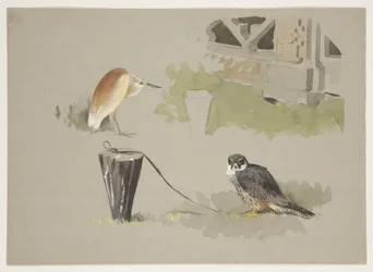 Hobbyhann tjoret og squarro hegre, ca. 1915 (akvarell og kroppsfarge over blyant på papir)