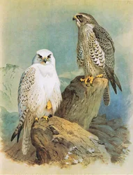 Island Falcon og Grønlandsfalken, pub. av Book Club Associates, 1972