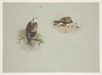 Blek honningbuzzard, ca. 1915 (akvarell og kroppsfarge over blyant på papir)