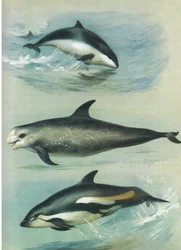 Niser, Rissos Grampus og White Sided Dolphin, fra Thorburn