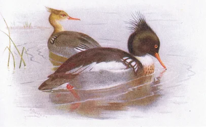 Rødbryst Merganser