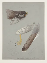 Studier av hode, fot og vinge til hønsehauk, ca. 1915 (akvarell og kroppsfarge over blyant på papir)