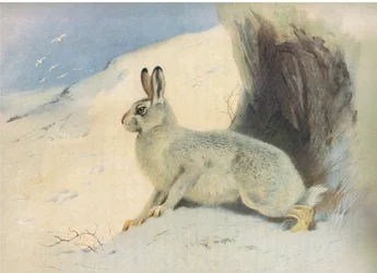 The Mountain Hare in winter , fra Thorburns Mammals utgitt av Longmans og Co, ca. 1920