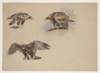 Tre små skisser av en kongeørn, ca. 1915 (akvarell og kroppsfarge over blyant på papir)