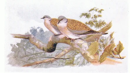 Turtle Dove, fra Birds of the British Isles and Their Eggs utgitt av Frederick Warne & Co Ltd, 1958