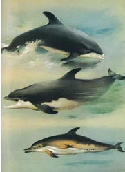 White Beaked Dolphin, Bottlenose Dolphin og Common Dolphin, fra Thorburn