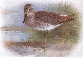 Wood Sandpiper, fra Birds of the British Isles and Their Eggs utgitt av Frederick Warne & Co Ltd, 1958
