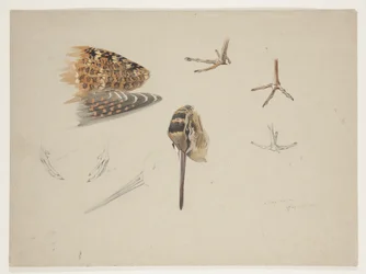 Morkullens nebb, føtter og vinge, ca. 1915