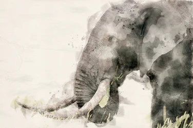 Fredfull elefant i akvarell