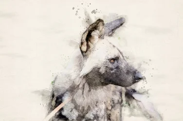 «Serene Wild Dog» – akvarell