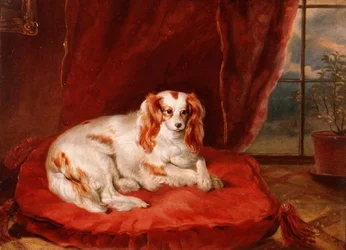 En Cavalier King Charles Spaniel ligger på en rød pute