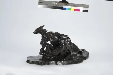 Kenguru og hund
