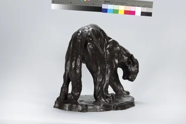 Stor Puma-luktende oksespor