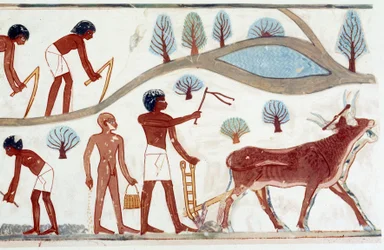Kunst i Egypt: pløyescene. Faksimile av fall fra Nakht, Amenofis IIs periode (ca. 1450–1425)