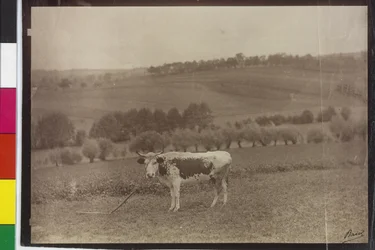 Ku - steinbit pinto