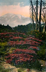 Purpurlyng som vokser på Mount Rainier i Mount Rainier nasjonalpark, ca. 1916