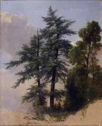 Tree Study, Newburgh, N.Y., 1849