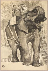 Elefant med ryttere