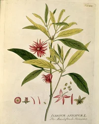 Botanisk: ""Anisstjerne"" (Illicium anisatum) Plate hentet fra "Medicinalium secundum Linnaei digestarum" av Joseph Jacobi Plenck (1735-1807) 1788-1803 Privat samling