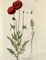 Botanisk: ""Red Poppy"" (Papaver rhaeas) Plate hentet fra "" Medicinalium secundum Linnaei Digestarumó av Joseph Jacobi Plenck (1735-1807) 1788-1803 Privat samling