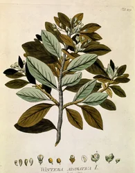 Botanisk: quot;Vinterbarkquot; (Wintera aromatica) Planke hentet fra quot;Medicinalium secundum Linnaei digestarumquot; av Joseph Jacobi Plenck (1735-1807) 1788-1803 Privat samling