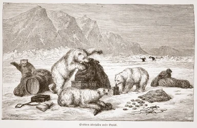 Isbjørner angriper bagasjepuben vår. Wien 1876 (gravering)