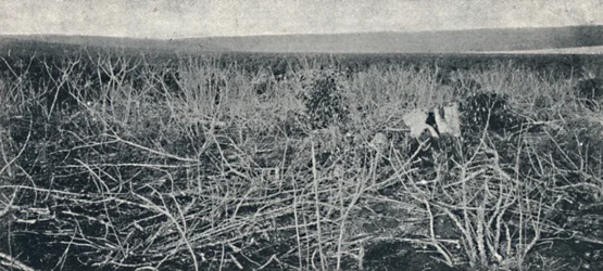 Cassava plantasje, 1895