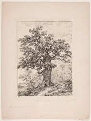 Niels Ebbesens eik. Gyllingnæs skog