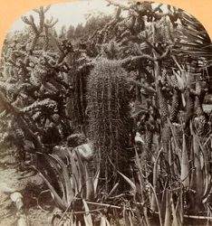 Cactus Garden, Cragin Place, Lake Worth, Florida, c1900.