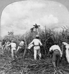 Høsting av sukkerrør, Rio Pedro, Porto Rico, 1900.
