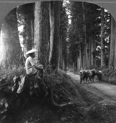 Den hellige veien til Nikko, Japan, 1905.