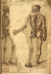 Add. 5259, f.19, Menneskeskjelett og halv figur, fra 