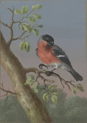 Bullfinch Fire gouacher av fugler (serietittel)