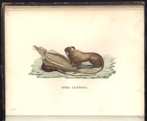 Simia leonina, Pl.V, illustrasjon fra, Observasjoner fra zoologi og komparativ anatomi samlet på en reise til de tropiske landene på det nye kontinentet, i årene 1799, 1800, 18