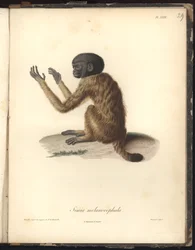 Simia melanocephala, Pl. XXIX, stål gravert av Louis Bouquet (1765-1814) etter en gravering av Nicola Huet (1770-1827), illustrasjon fra Recueil dobservation de zoologie et danatomie comparee, fait