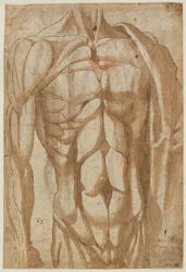 Studie av en flådd torso, 1554.