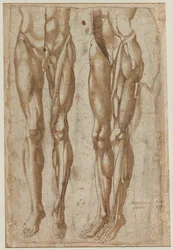 Two Studies of a Flayed Man recto Study of a Flayed Torso verso, 1554.
