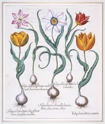 Tulipa Lutea Lituris Aureis, knust gul villtypetulipan, 1613.
