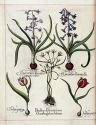 Hyasint og tulipan, fra 