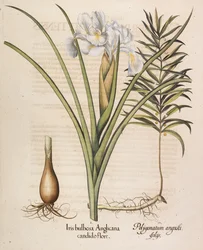 Angis bulbosa Anglicana, 1613.