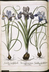 Iris, fra 