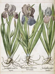 Iris, fra 