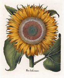 Den vanlige solsikke, Flos Solis Maior