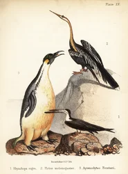Svart saksebnebb, orientalsk slangehalsfugl og keiserpingvin. 1855