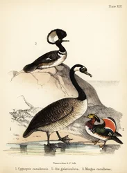 Canadagås, mandarinand og hettebåt. 1855 (litografi)