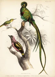 Jamaicansk tody, strålende quetzal og båndnebb. 1855 (litografi)
