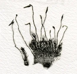Budding Moss, 2014, (tregravering på gampi)
