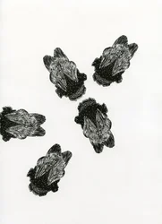 Bumblebees