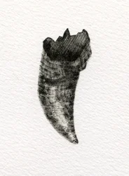Feline Tooth, 2014, (tregravering på papir)
