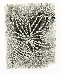 Ivy, 2014, (tregravering på papir)